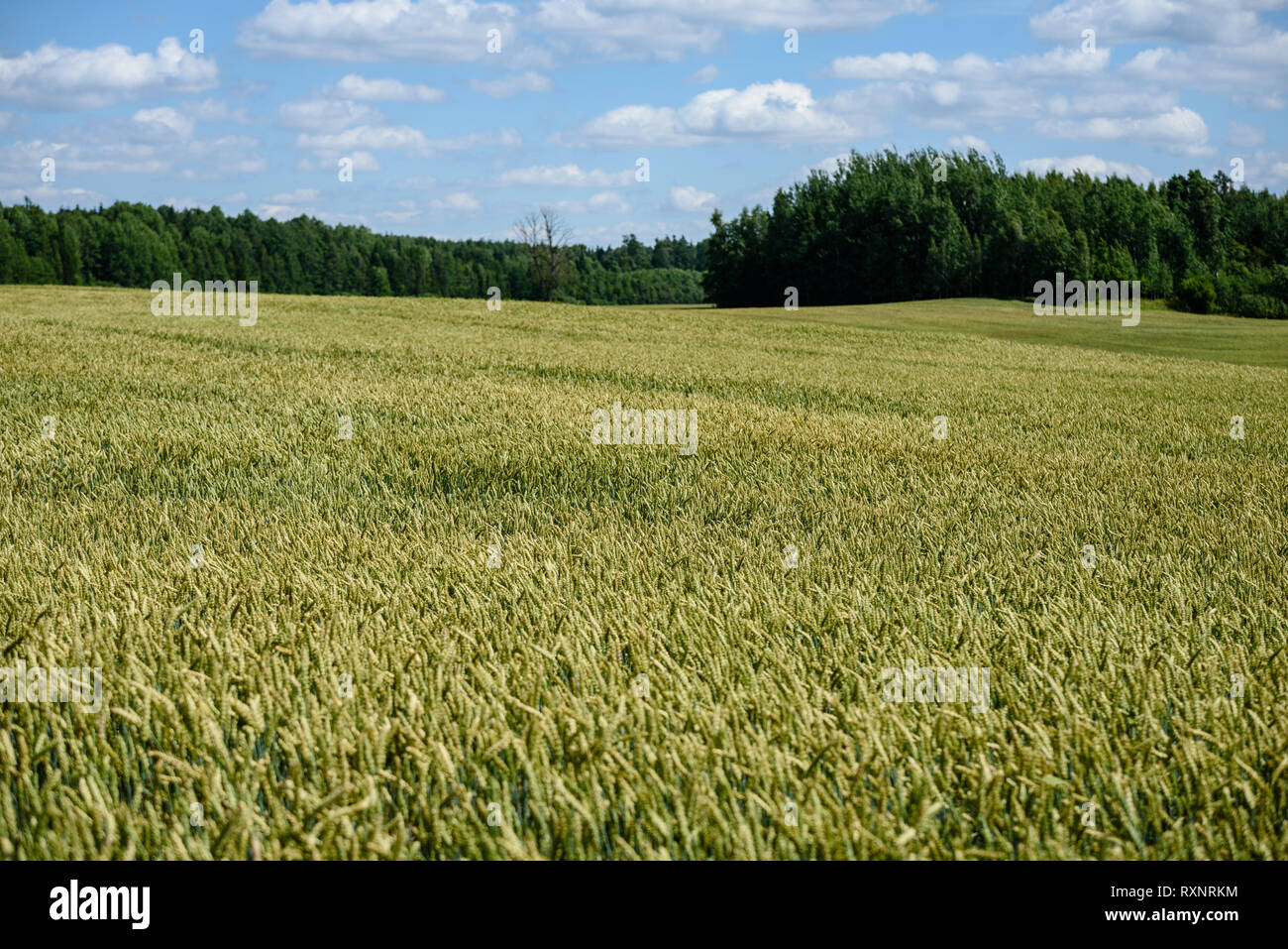harvest ready wheat fields in late summer under blue sky with white ...