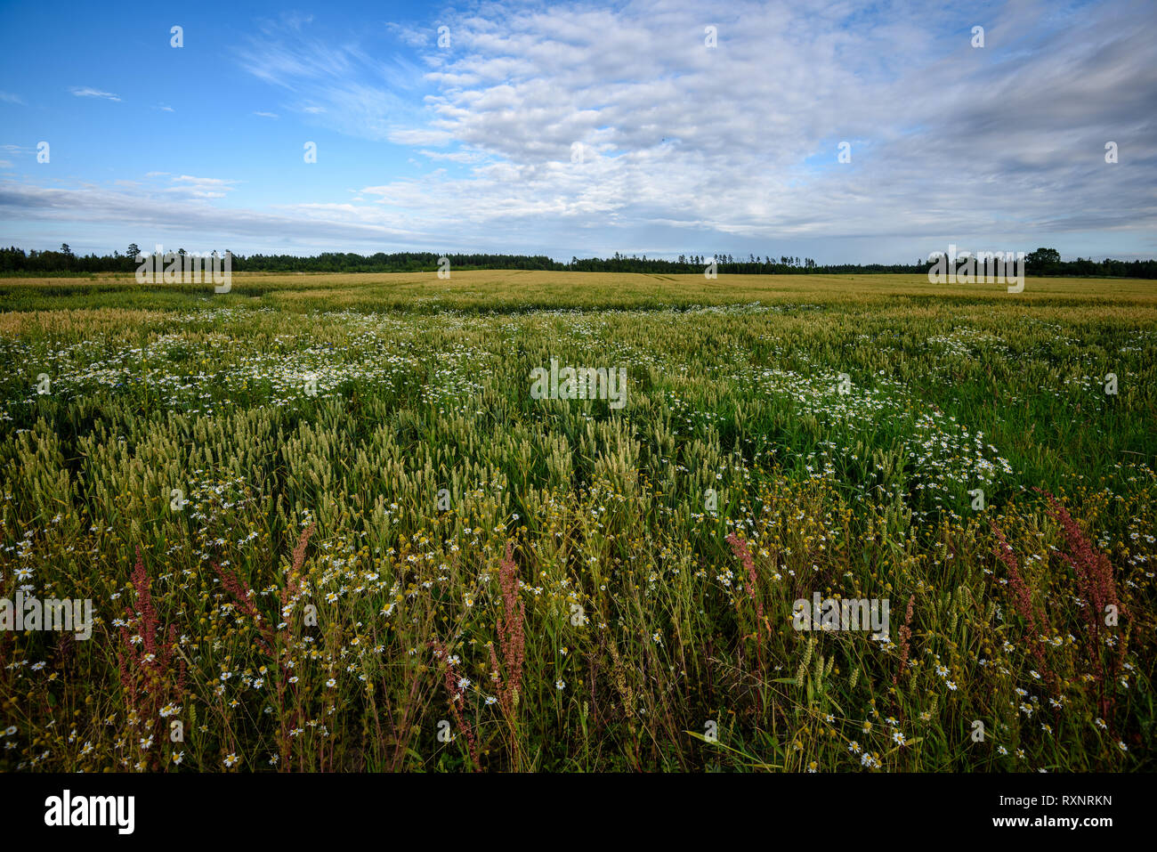 harvest ready wheat fields in late summer under blue sky with white ...
