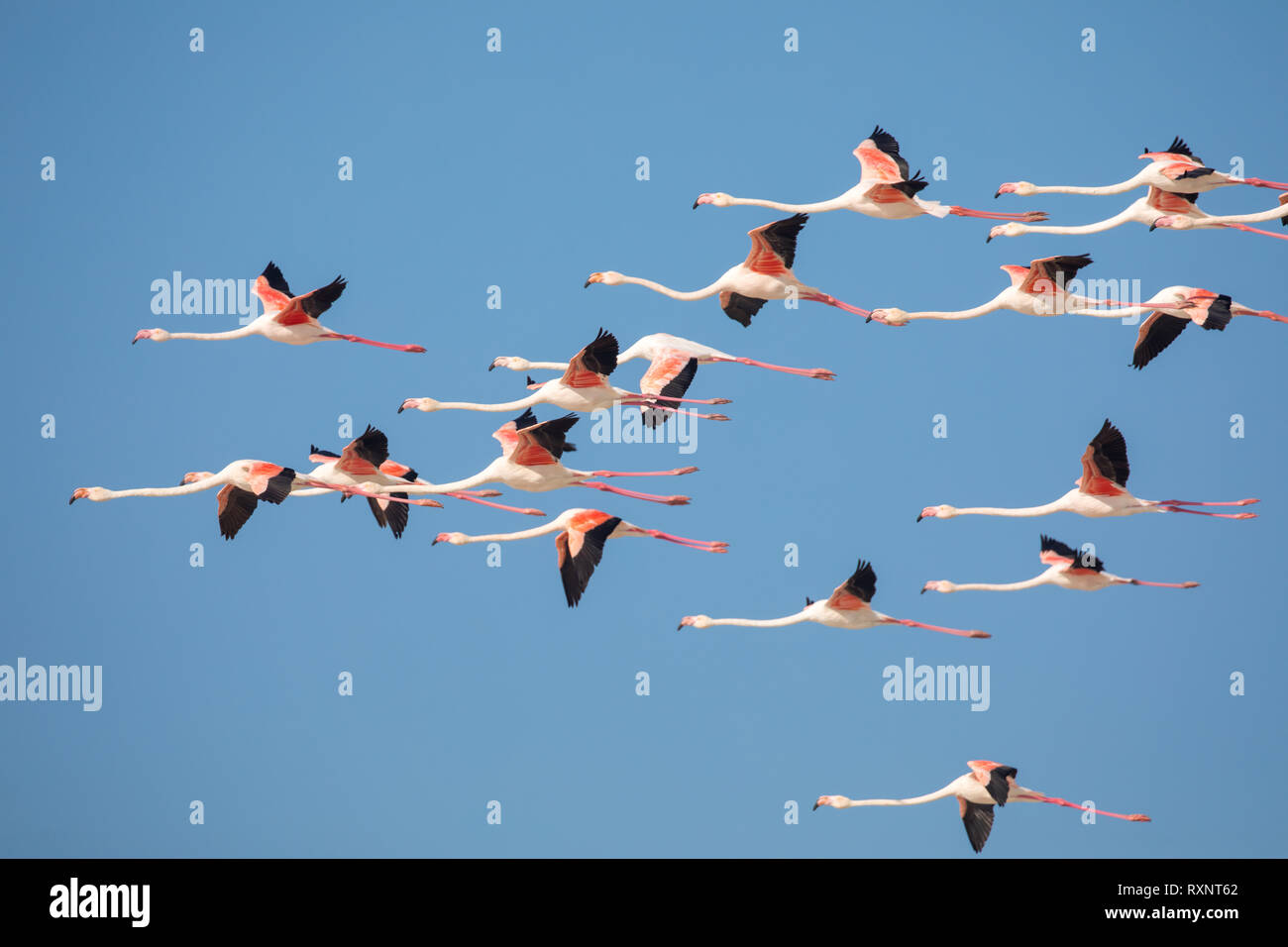 swarm of flying Flamingos in the De Mond coastal nature reserve, South
