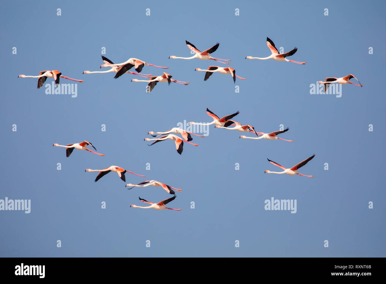 swarm of flying Flamingos in the De Mond coastal nature reserve, South ...