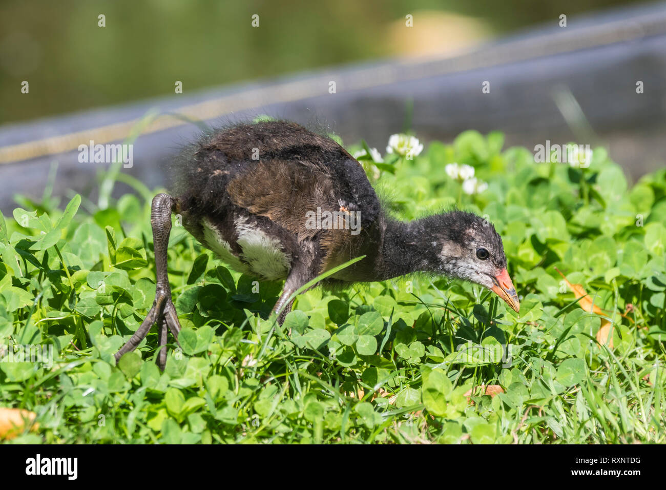 Juvenile Moorhen (Gallinula chloropus) on the ground pecking at grass in Summer in West Sussex, UK. Baby Moorhen. Stock Photo
