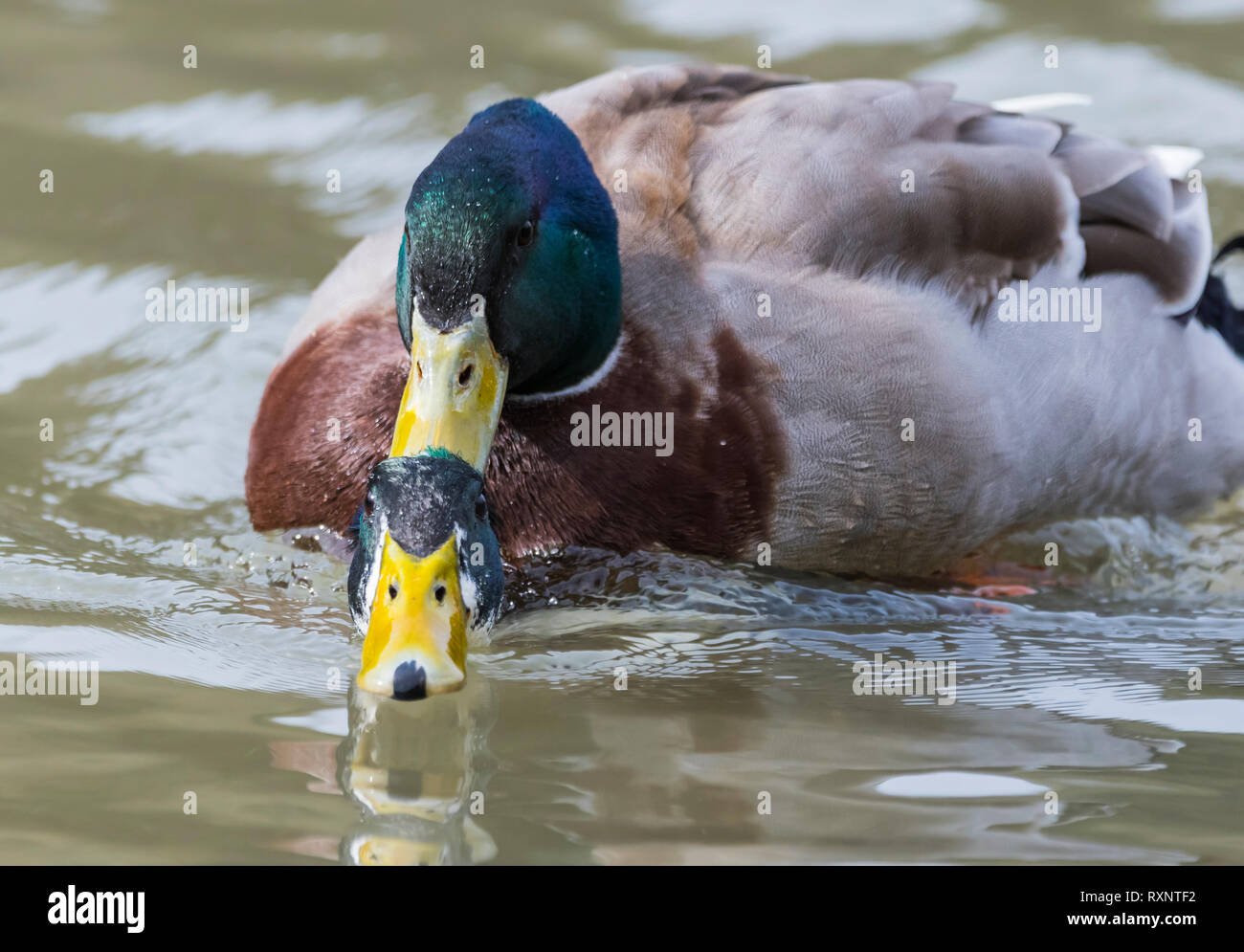 Pair of Drake Mallard Ducks (Anas platyrhynchos) fighting with another on water, pushing it's head under water in Winter in West Sussex, UK. Stock Photo