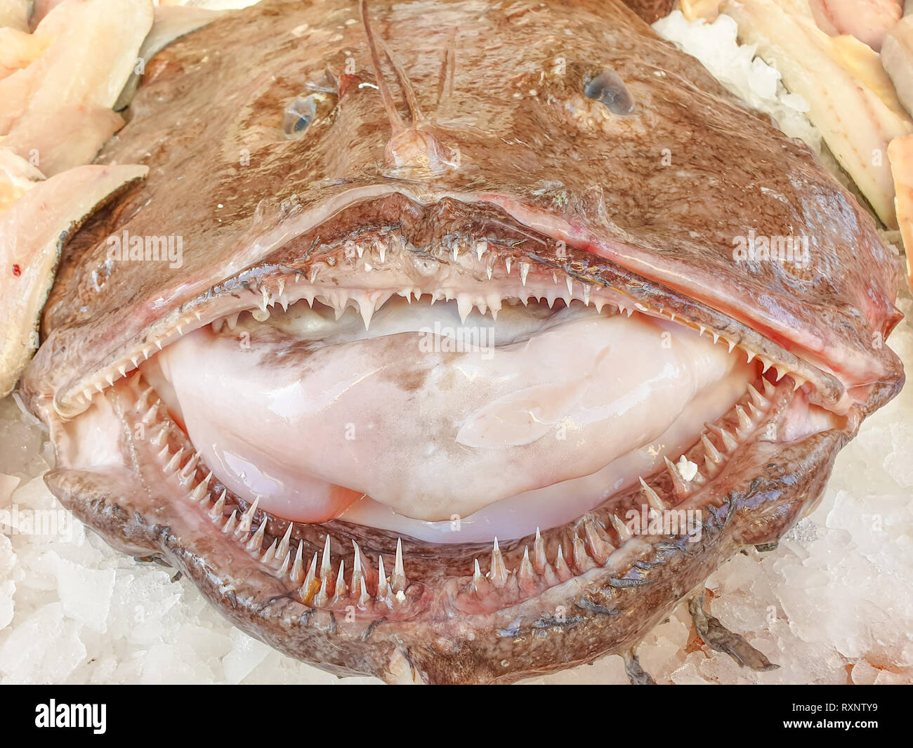 Monkfish on ice at market,close up. Stock Photo