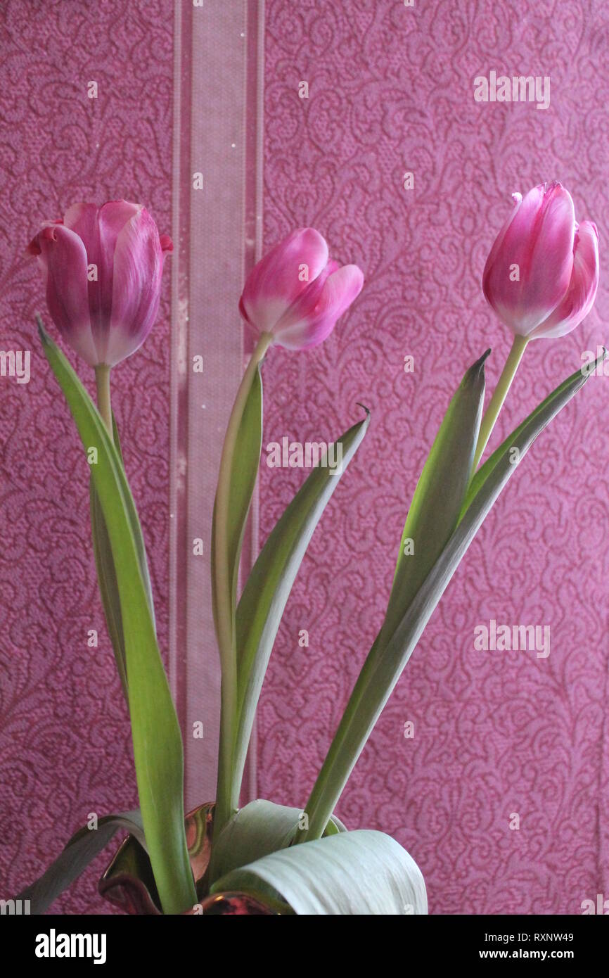 beautiful pink color garden tulip flowers in spring bloom Stock Photo ...