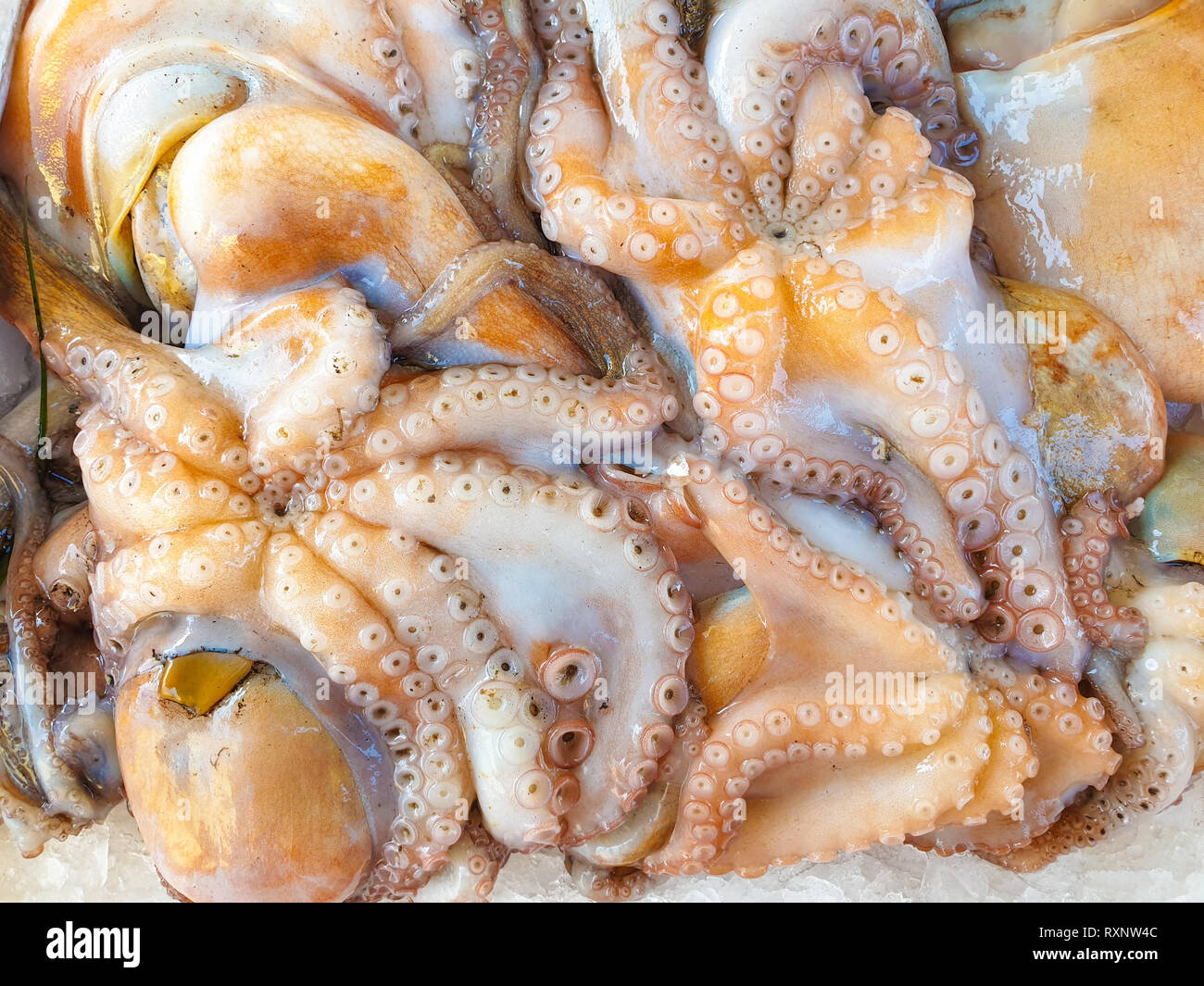 Fresh Octopus on ice for sale, Fish local market stall with fresh