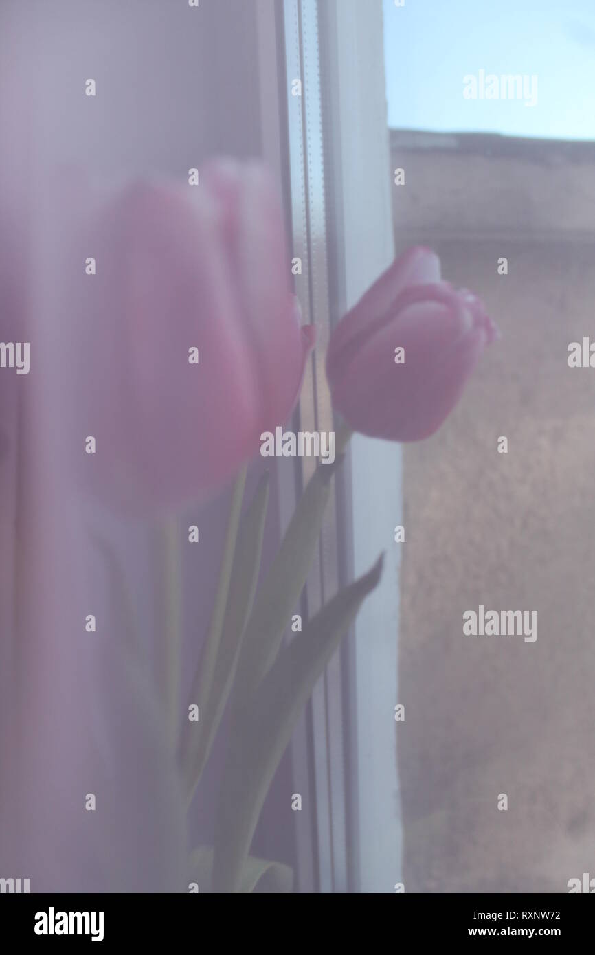 beautiful pink color garden tulip flowers in spring bloom Stock Photo ...