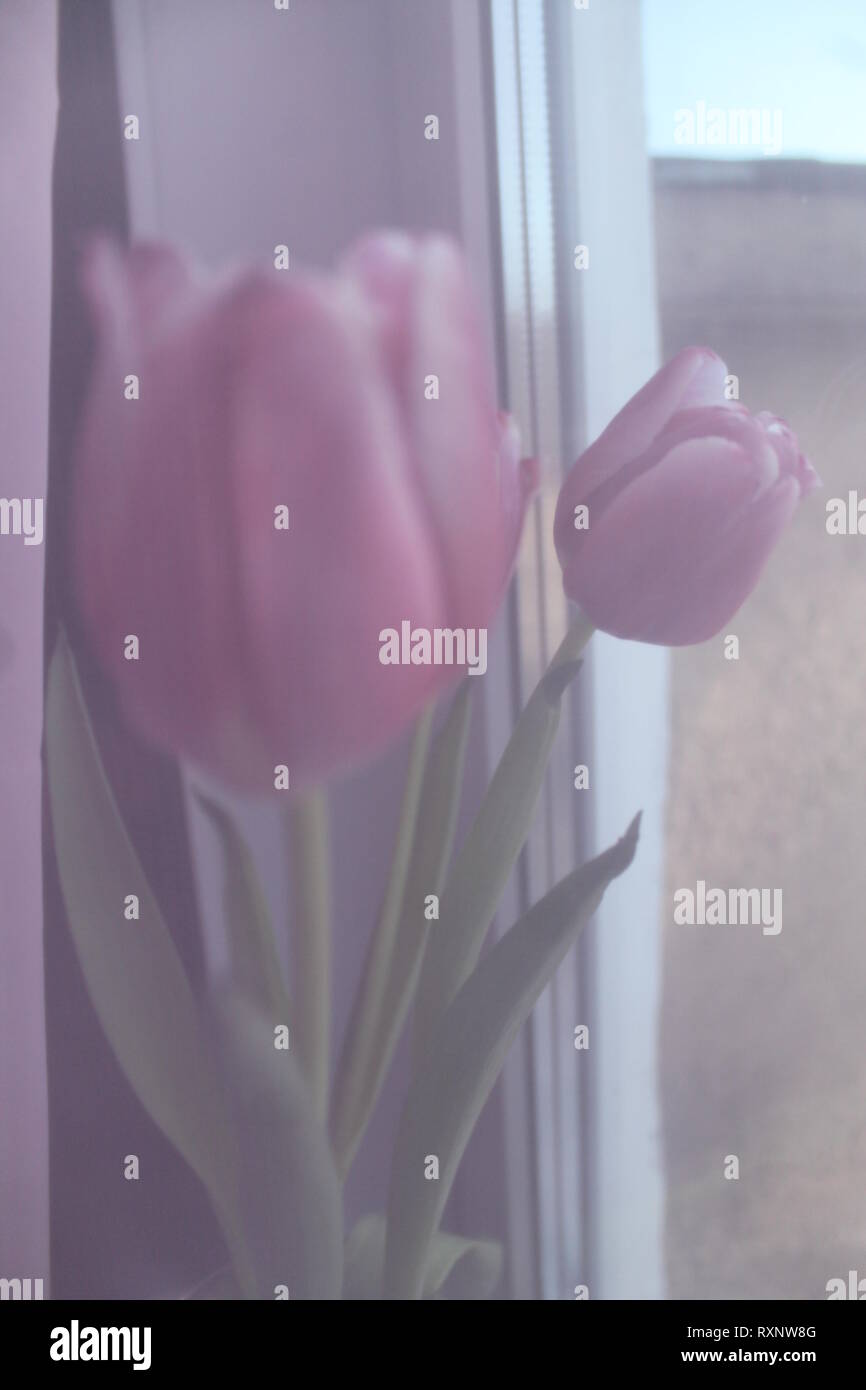 beautiful pink color garden tulip flowers in spring bloom Stock Photo ...