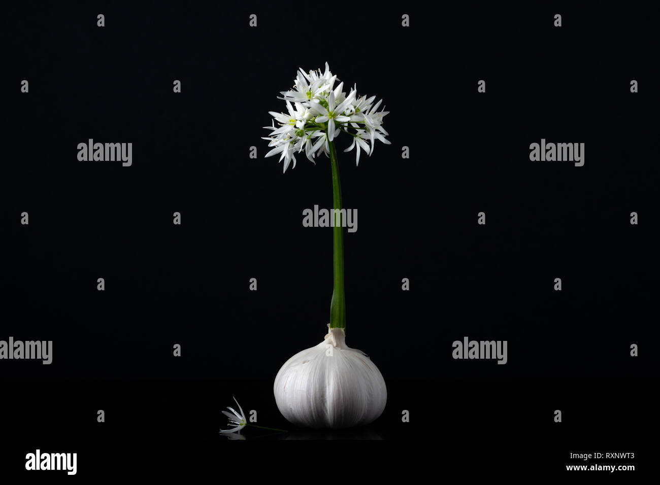Wild garlic flower head or Allium Longicuspis and garlic bulb or Allium Sativum as a creative composition on black. Eurasian species of wild onion. Stock Photo