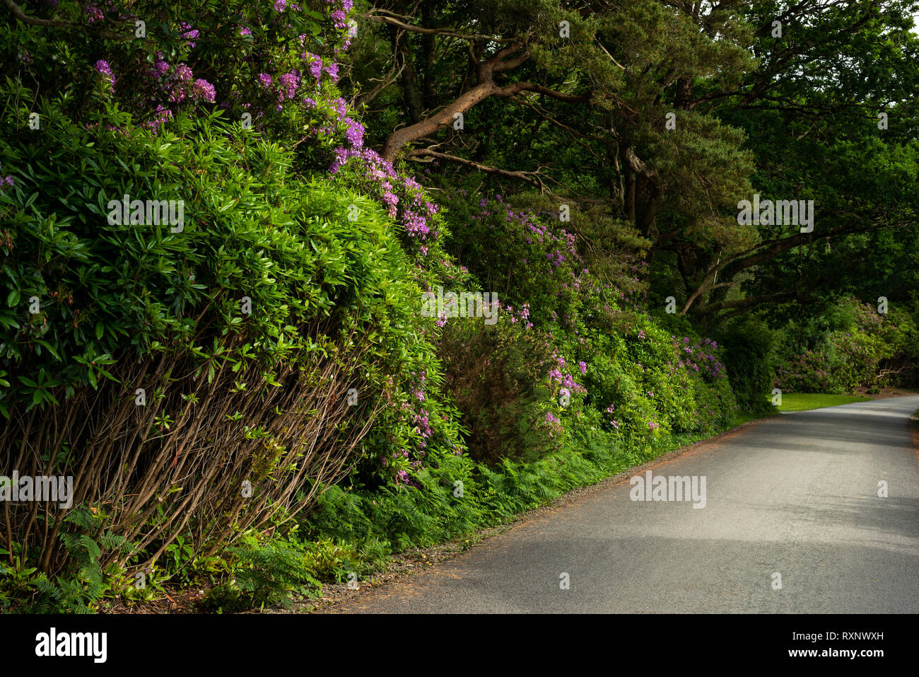 Wild Rhododendron bloom by an alley pathway in Killarney National Park, County Kerry, Ireland, Europe Stock Photo