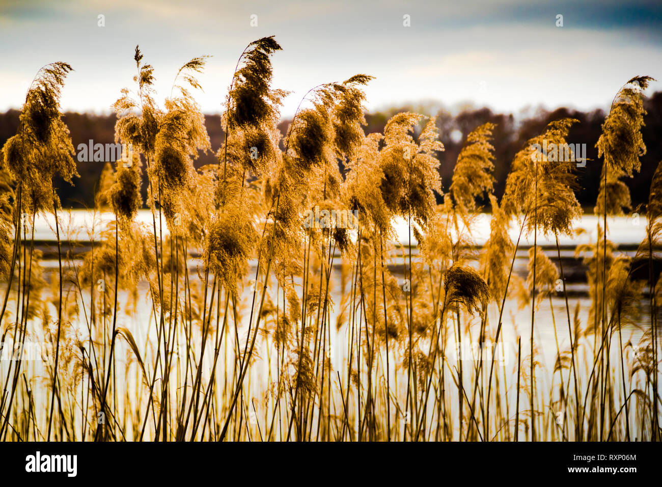 Landscape with lake near Fincken, Germany Stock Photo