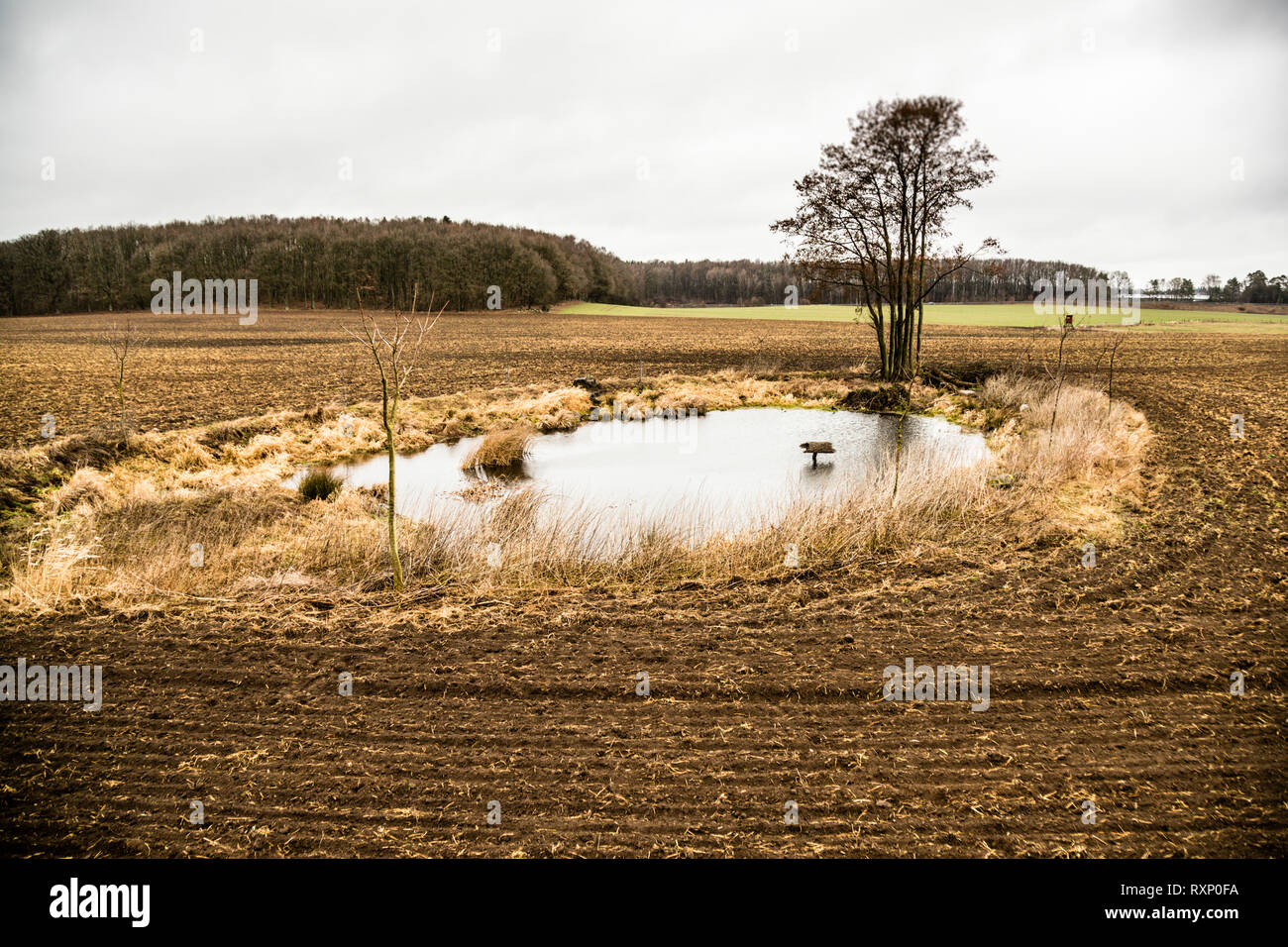 Bathing lake for the common moorhen. One of many ponds that Dierk Engel has designed around Fincken, Germany Stock Photo