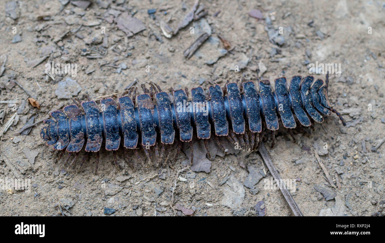 huge borneo flat back tractor millipede crawling on the forest ground Stock Photo