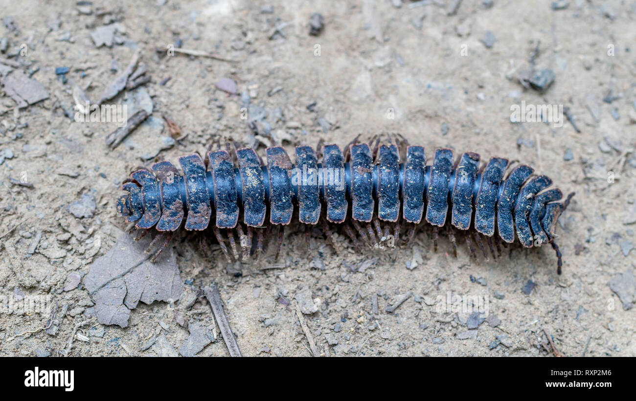 huge borneo flat back tractor millipede crawling on the forest ground Stock Photo