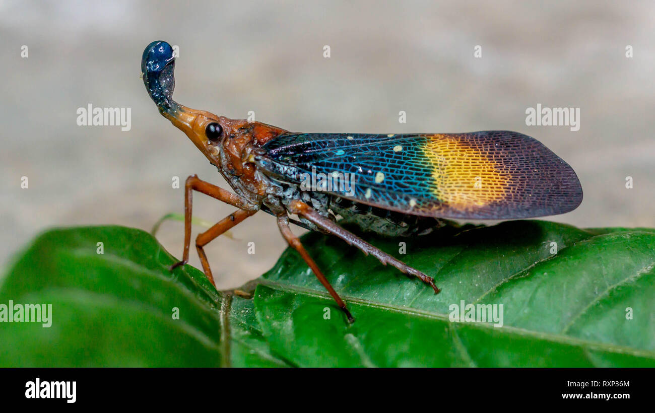 closeup of lantern bug (Pyrops sp), called by native tribe of Borneo