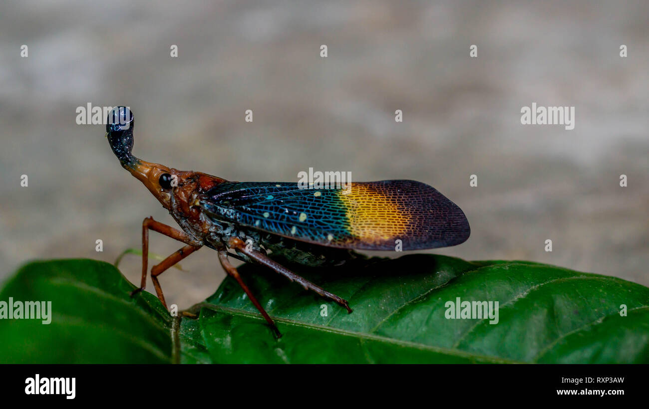 closeup of lantern bug (Pyrops sp), called by native tribe of Borneo ...