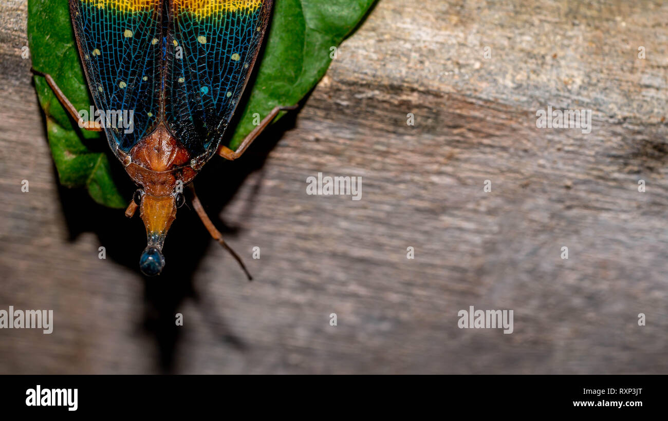 closeup of lantern bug (Pyrops sp), called by native tribe of Borneo ...