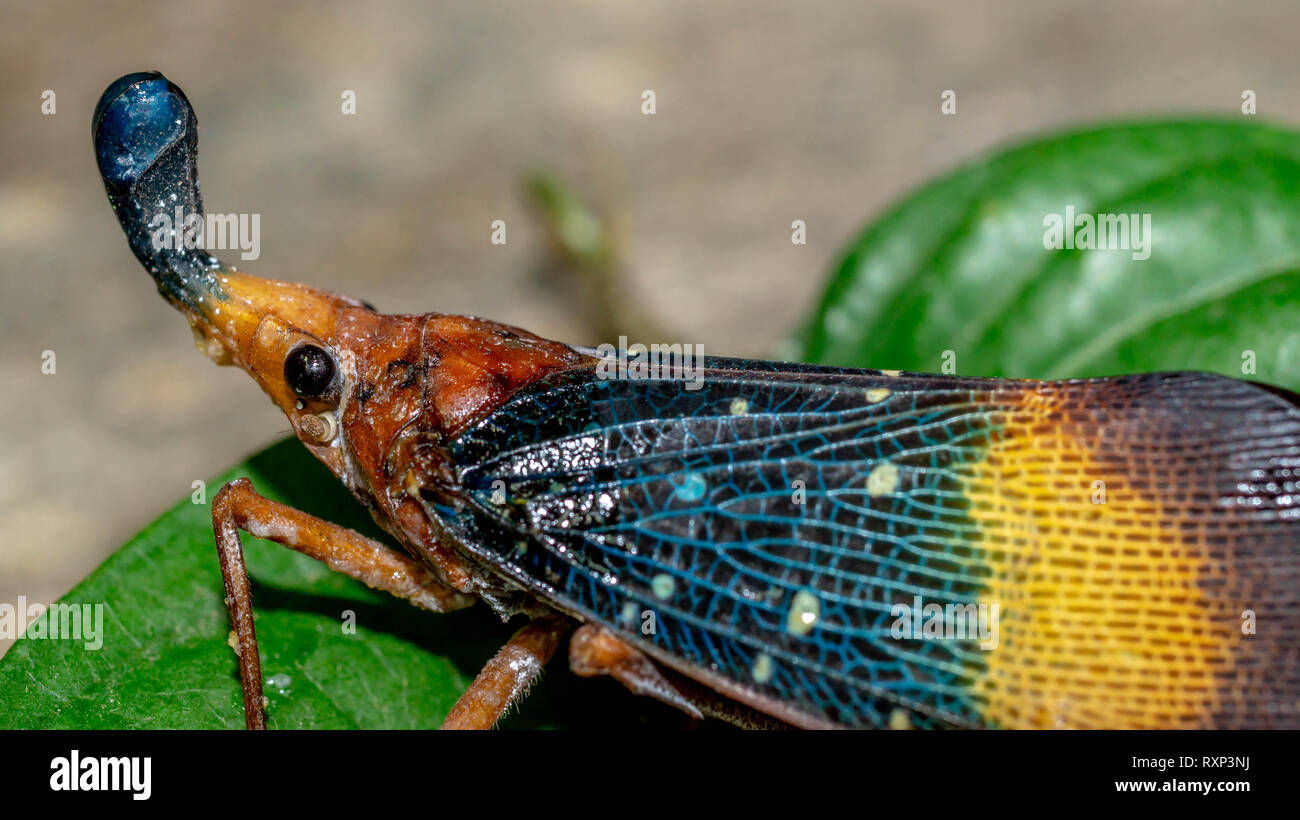Pyrops High Resolution Stock Photography and Images - Alamy