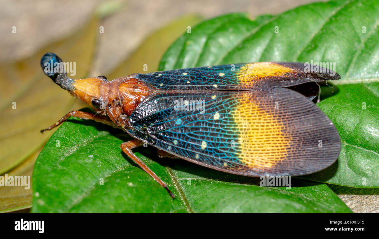 closeup of lantern bug (Pyrops sp), called by native tribe of Borneo
