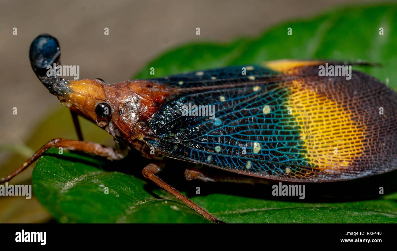 closeup of lantern bug (Pyrops sp), called by native tribe of Borneo