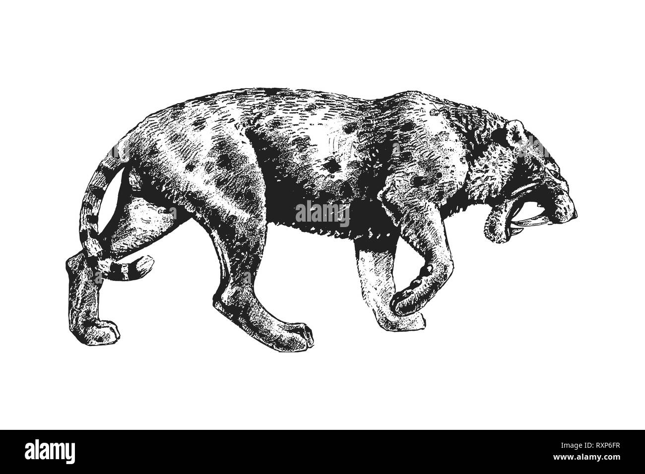 Saber tooth cat drawing. Animals illustration. Saber-toothed cat attack. Stock Photo