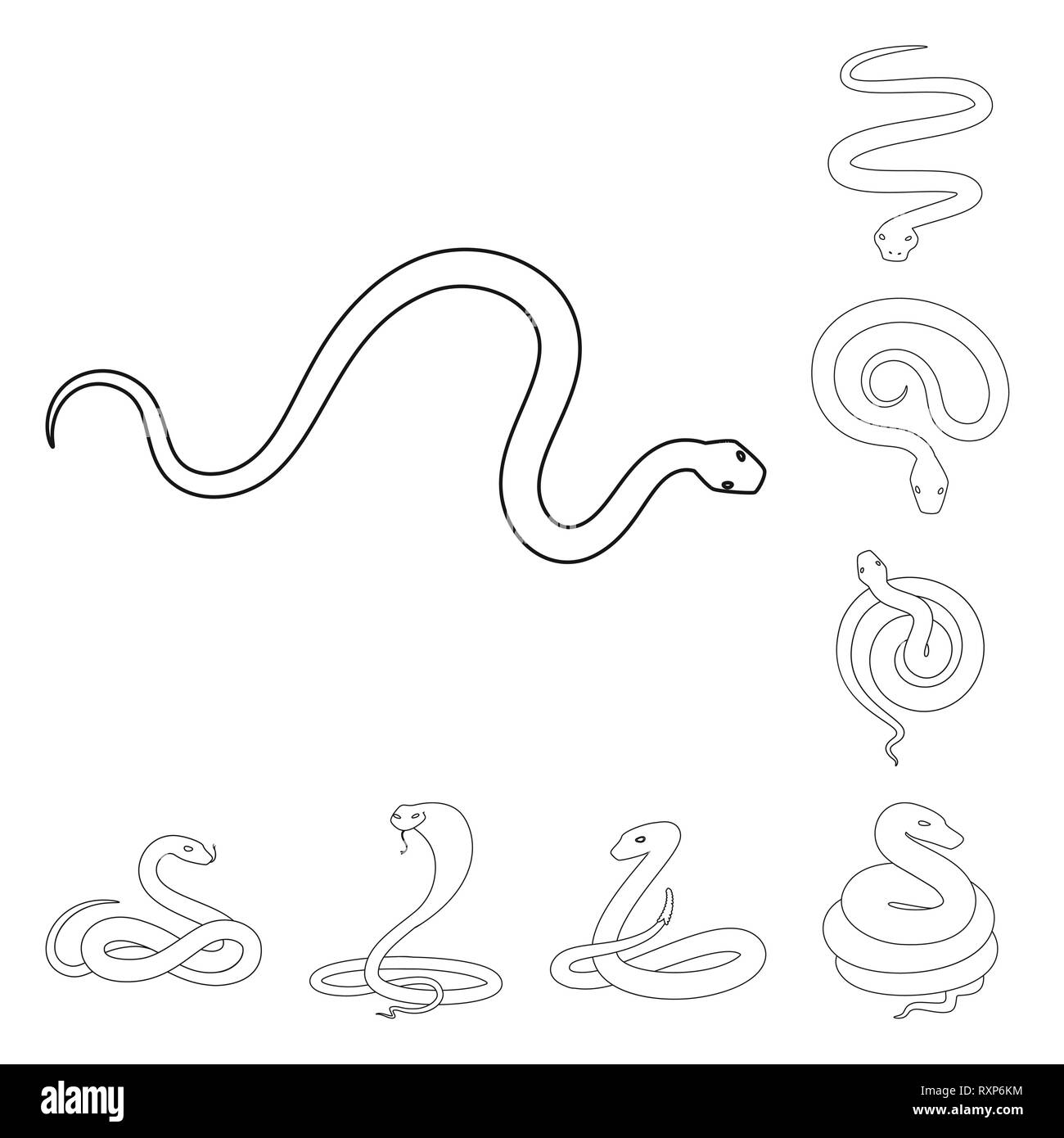 animal,snake,viper,anaconda,cobra,tail,coral,white,python,tropics ...