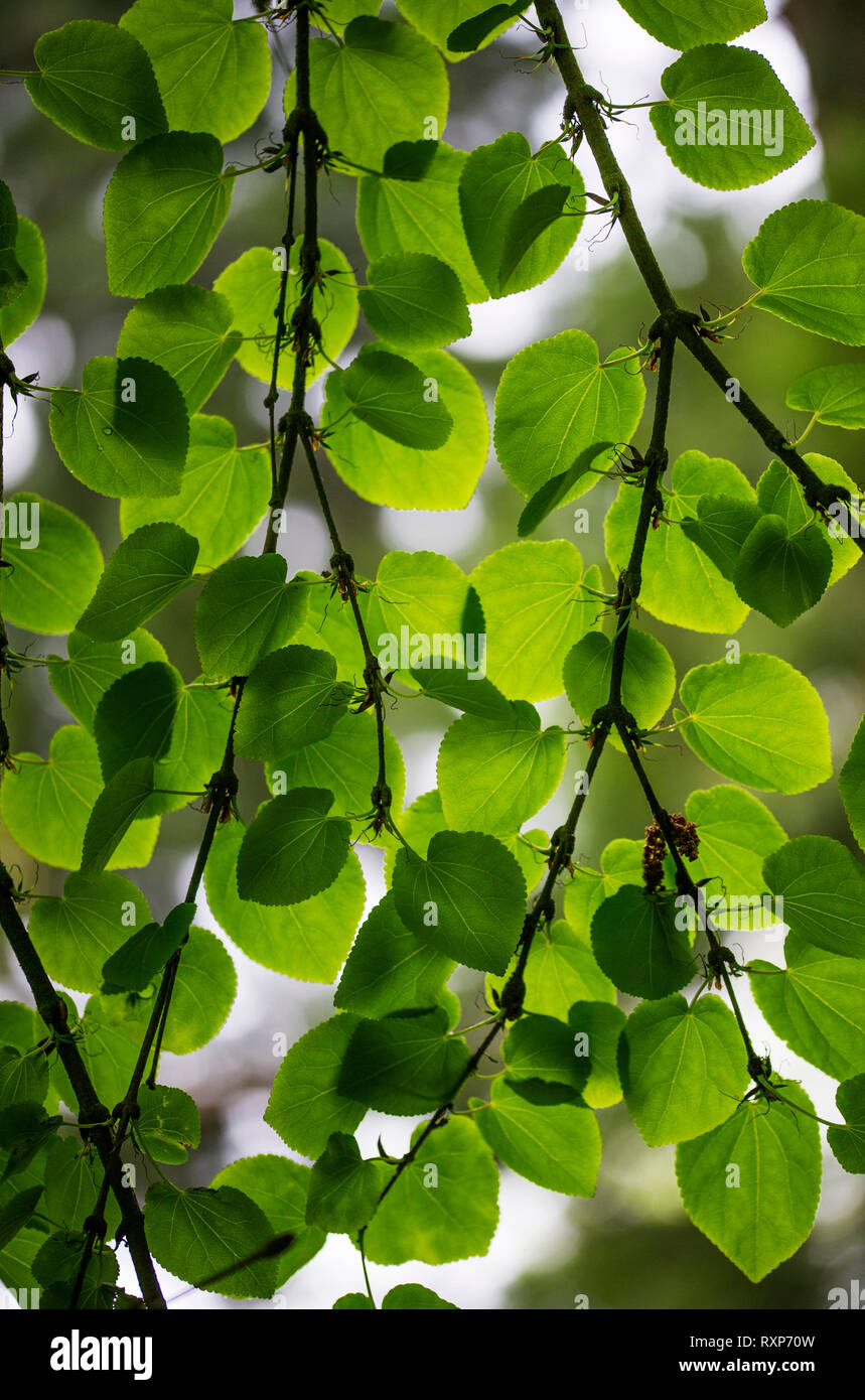 Cercidiphyllum japonicum - Katsura tree leaves in spring. Stock Photo