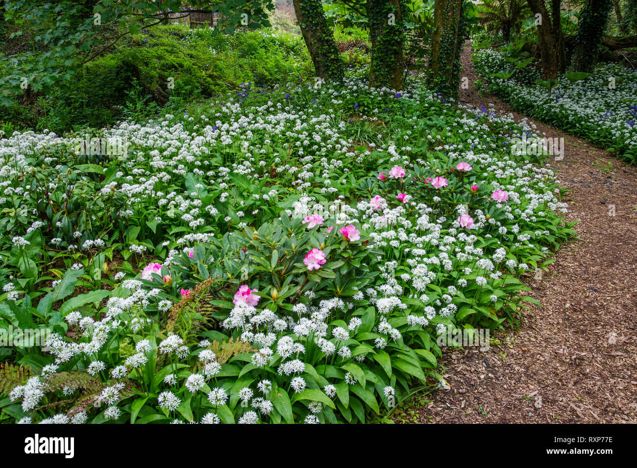 Ramsons - Allium ursinum and spring flowers carpeting woodland floor, Bonython estate, Cornwall Stock Photo