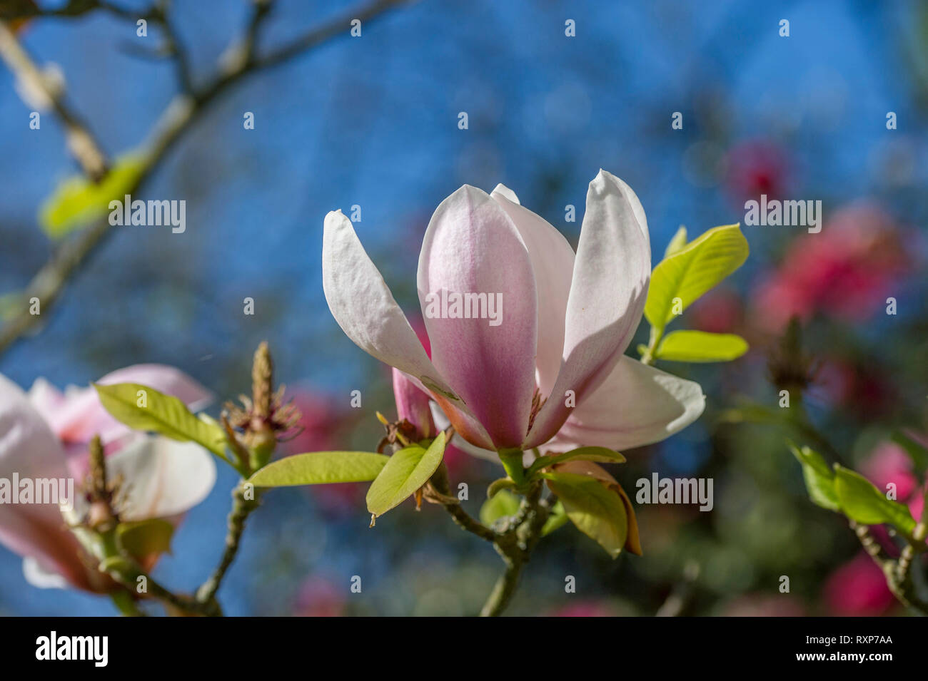 Magnolia 'Sundew' Stock Photo