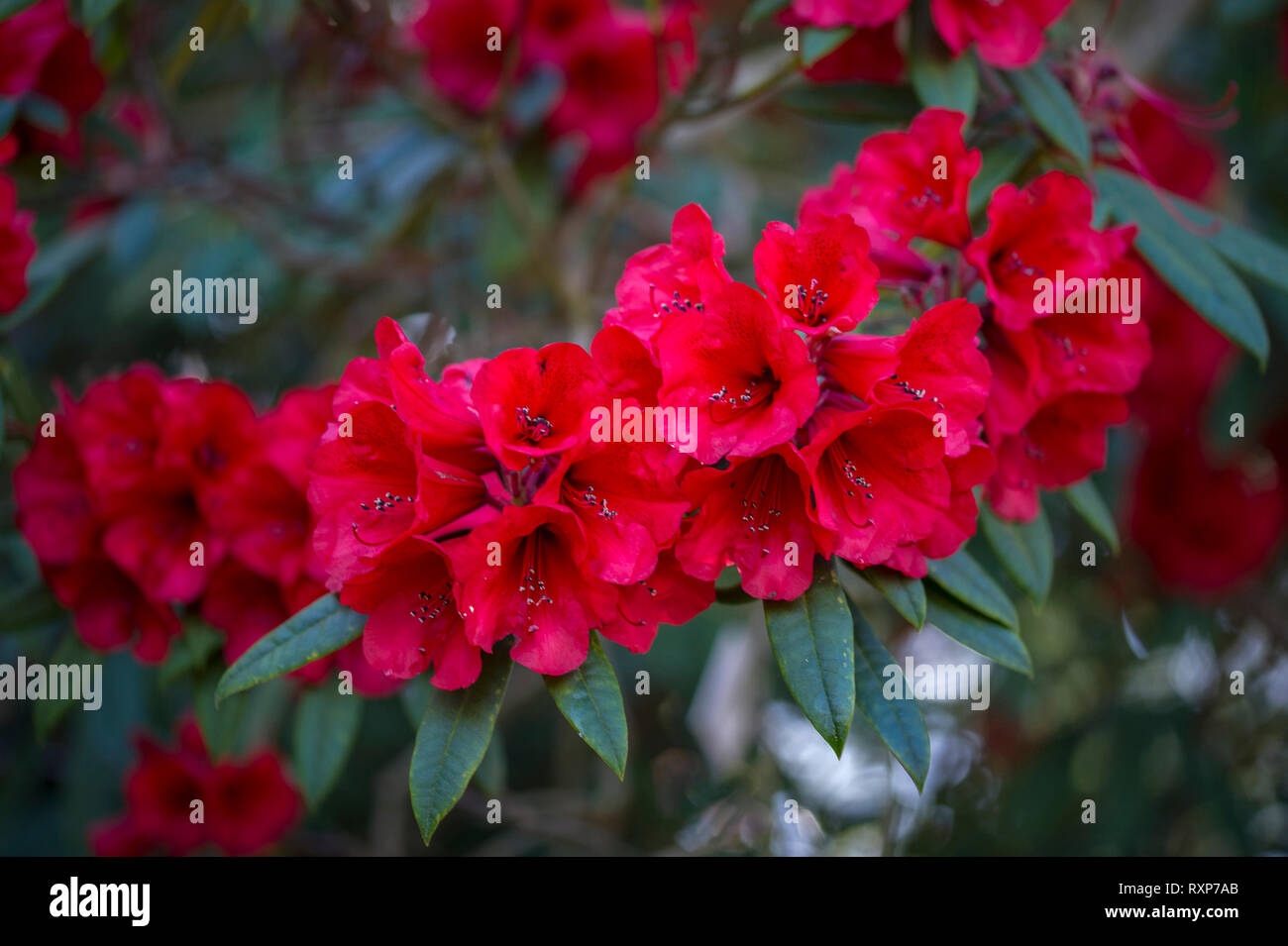 Rhododendron' Matador' Stock Photo