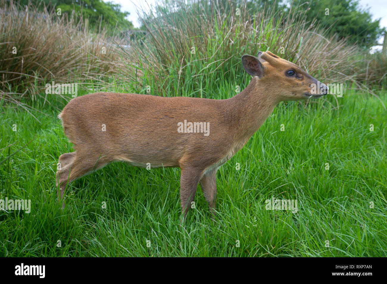 Muntjac Deer - Muntiacus reeves Stock Photo