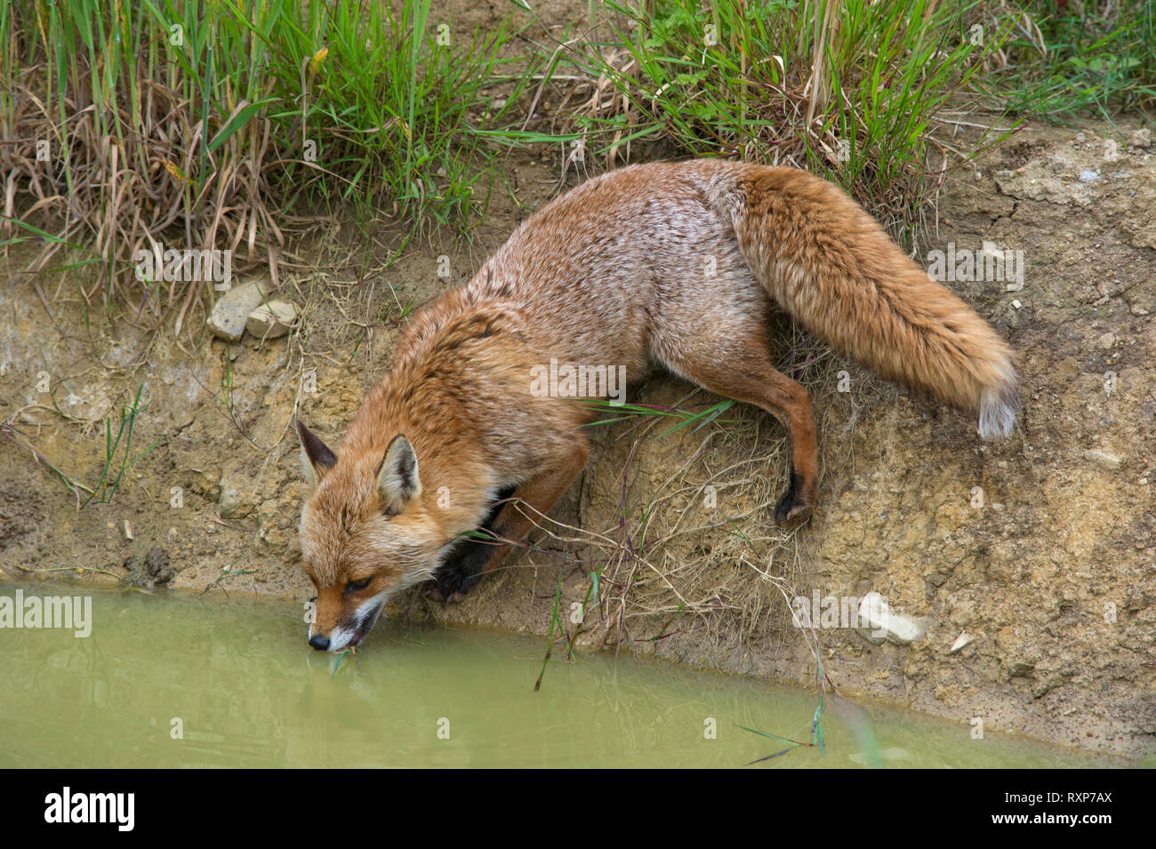 vulpes vulpes - Fox drinking from garden pond Stock Photo