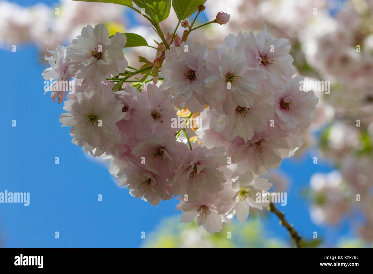 Prunus 'Ichiyo' Stock Photo