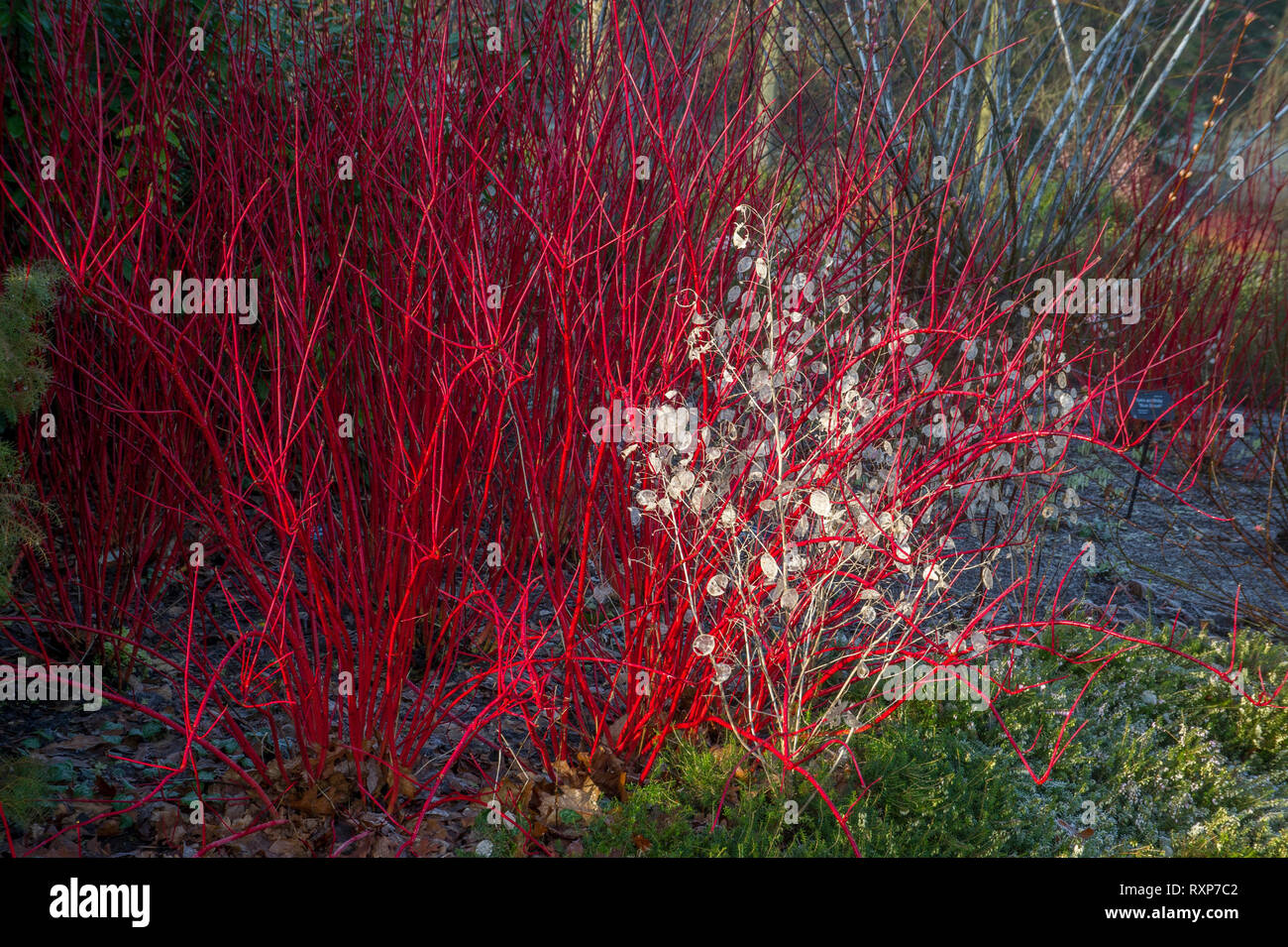 Cornus alba 'Sibirica' with Lunaria annua - Honesty in winter. Stock Photo