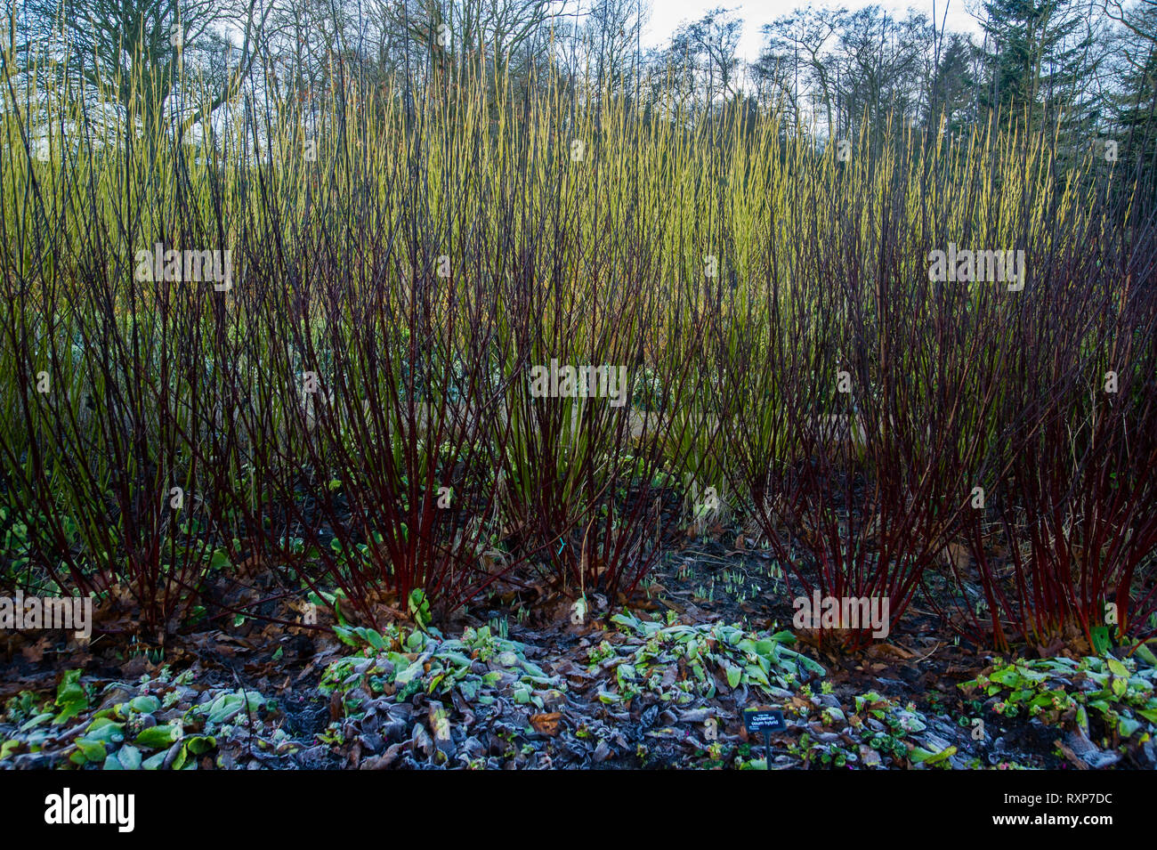 Cornus Alba ' Kesselringii' with Cornus stlonifera 'Flaviramea'  in winter. RHS Garden Harlow Carr Stock Photo