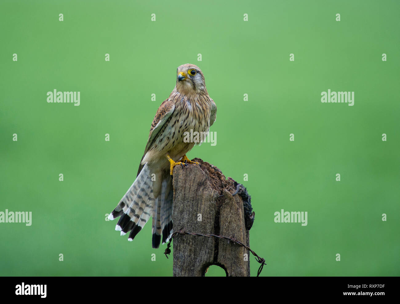 Kestrel - Falco tinnunculus female with prey on garden fence post. Stock Photo
