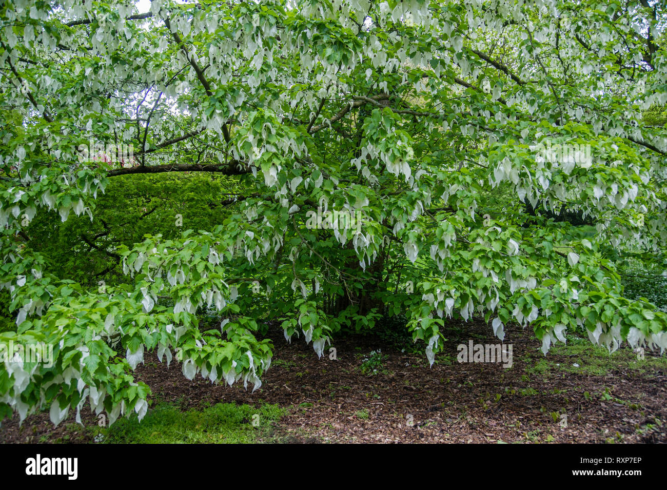 Davidia involucrata - Handkerchief Tree, Batsford Arboretum Stock Photo