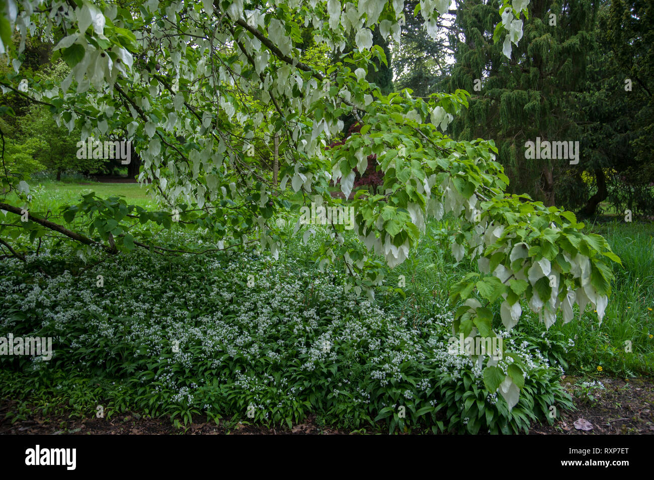 Davidia involucrata handkerchief tree hi-res stock photography and ...