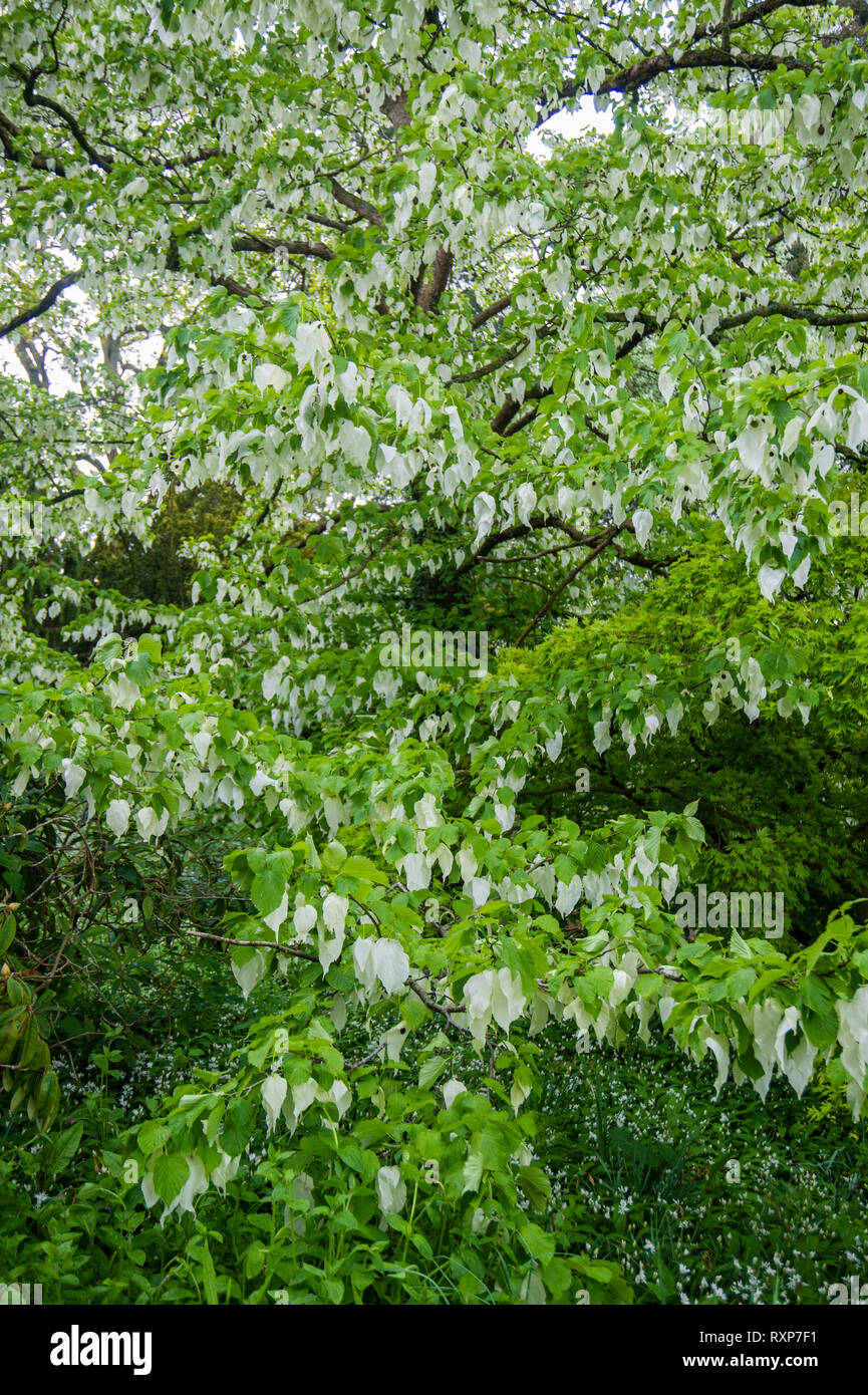 Davidia Involucrata Handkerchief Tree High Resolution Stock Photography ...