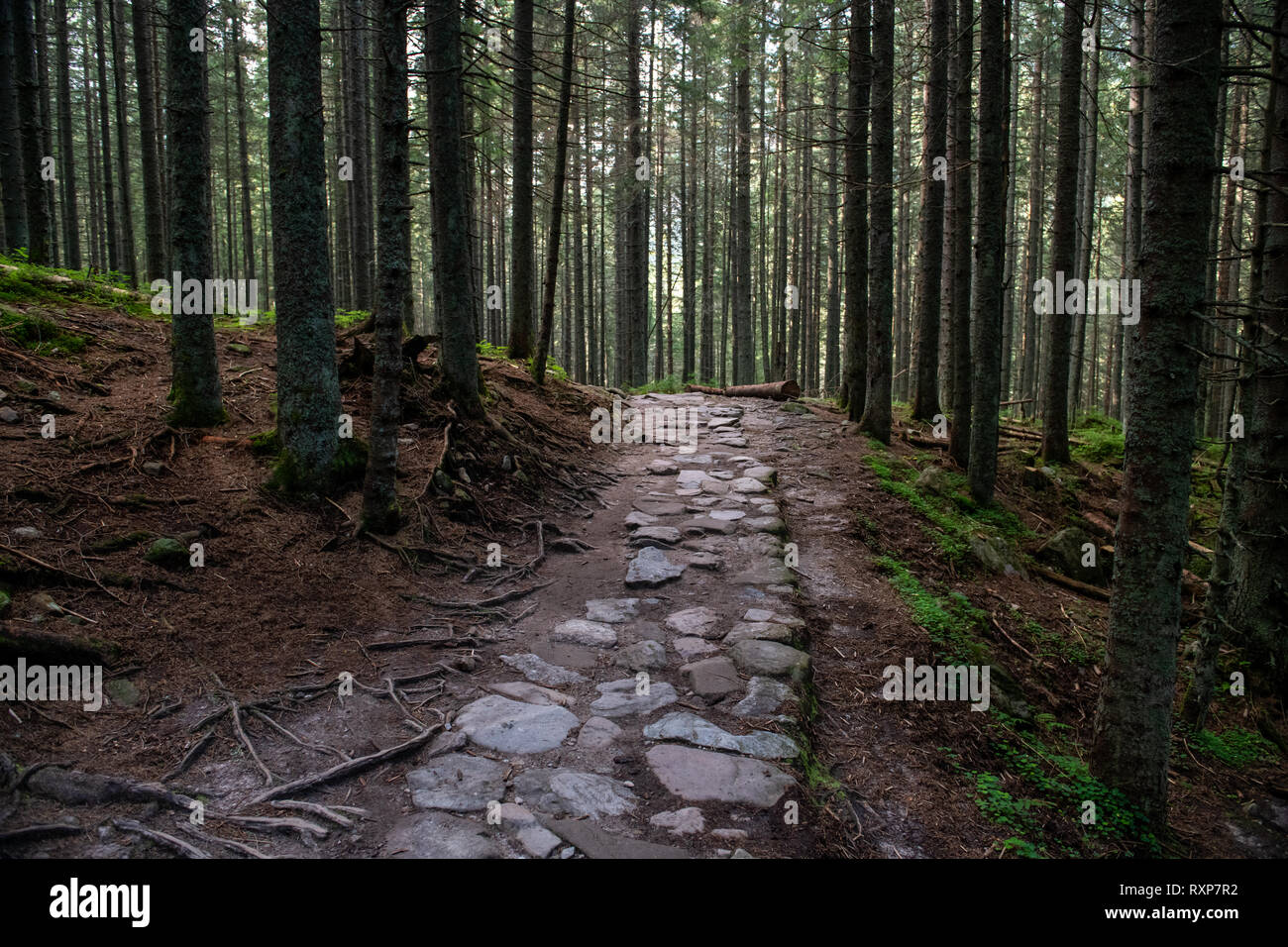 Narrow Path Rocks Narrow path in amazing forest hi-res stock photography and images - Alamy