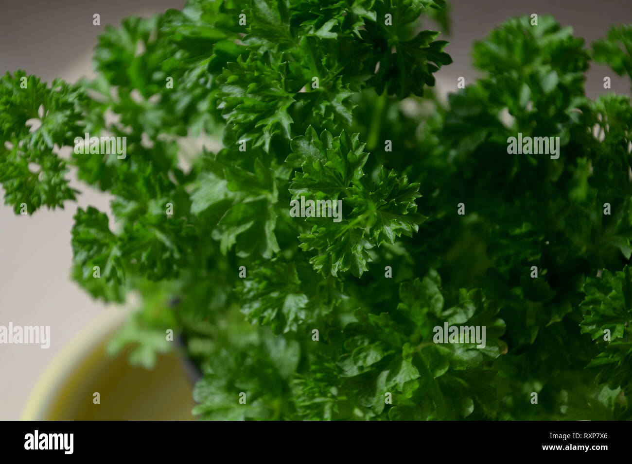 healthy parsley planted in a pot and ready for harvest, petroselinum crispum also called garden parsley growing in a pot indoors in a kitchen as a spi Stock Photo