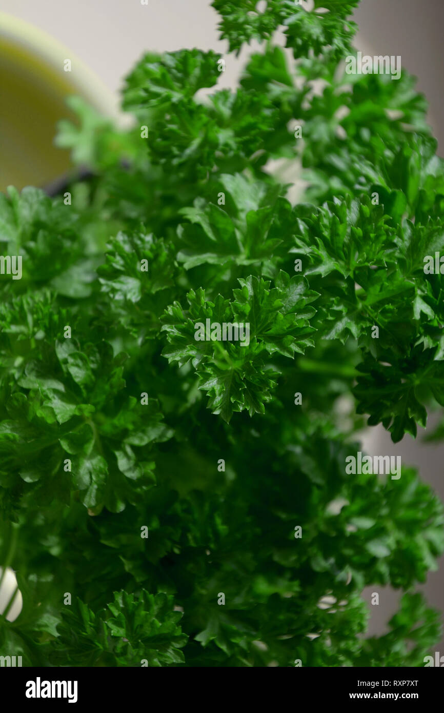 petroselinum crispum also called garden parsley growing in a pot indoors in a kitchen as a spice for food, parsley planted in a pot lit by the early s Stock Photo