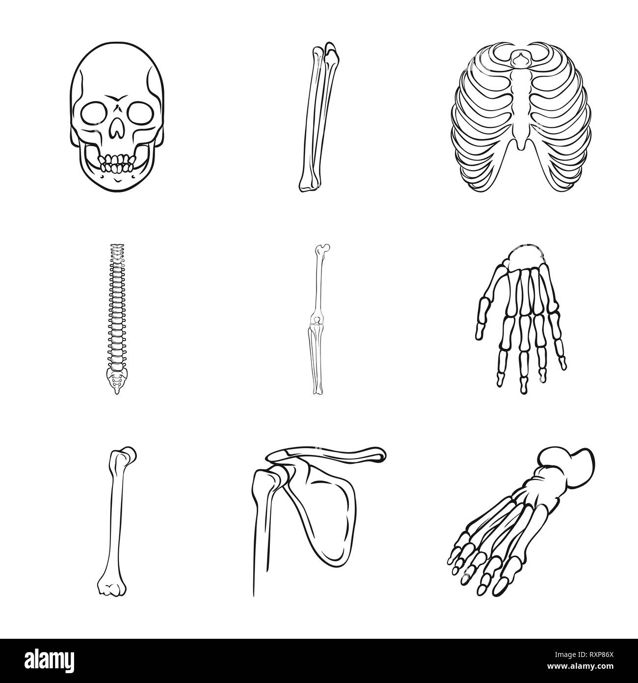 Skull Femur Rib Spine Knee Wrist Foot Death Cage Chiropractic Joint Hand Broken Pelvis Ankle Horror Body Osteoporosis Arm Tibia Forefoot Tattoo Posture Leg Carpus Fracture Finger Head Fibula Medicine Clinic Biology Medical Bone Skeleton Anatomy Human
