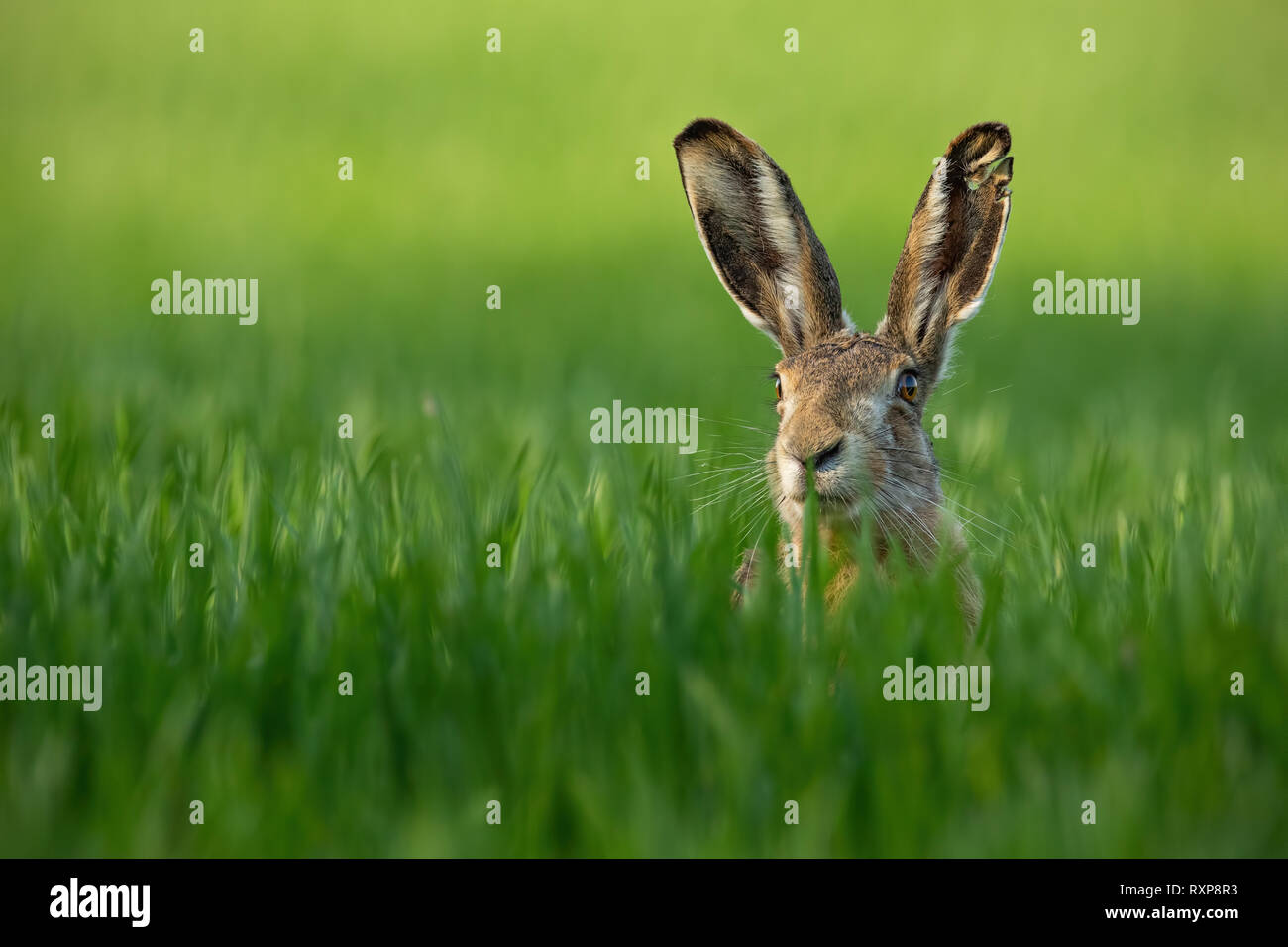 Wild European Hare, Lepus Europaeus, Close-Up On Green Background. Stock Photo