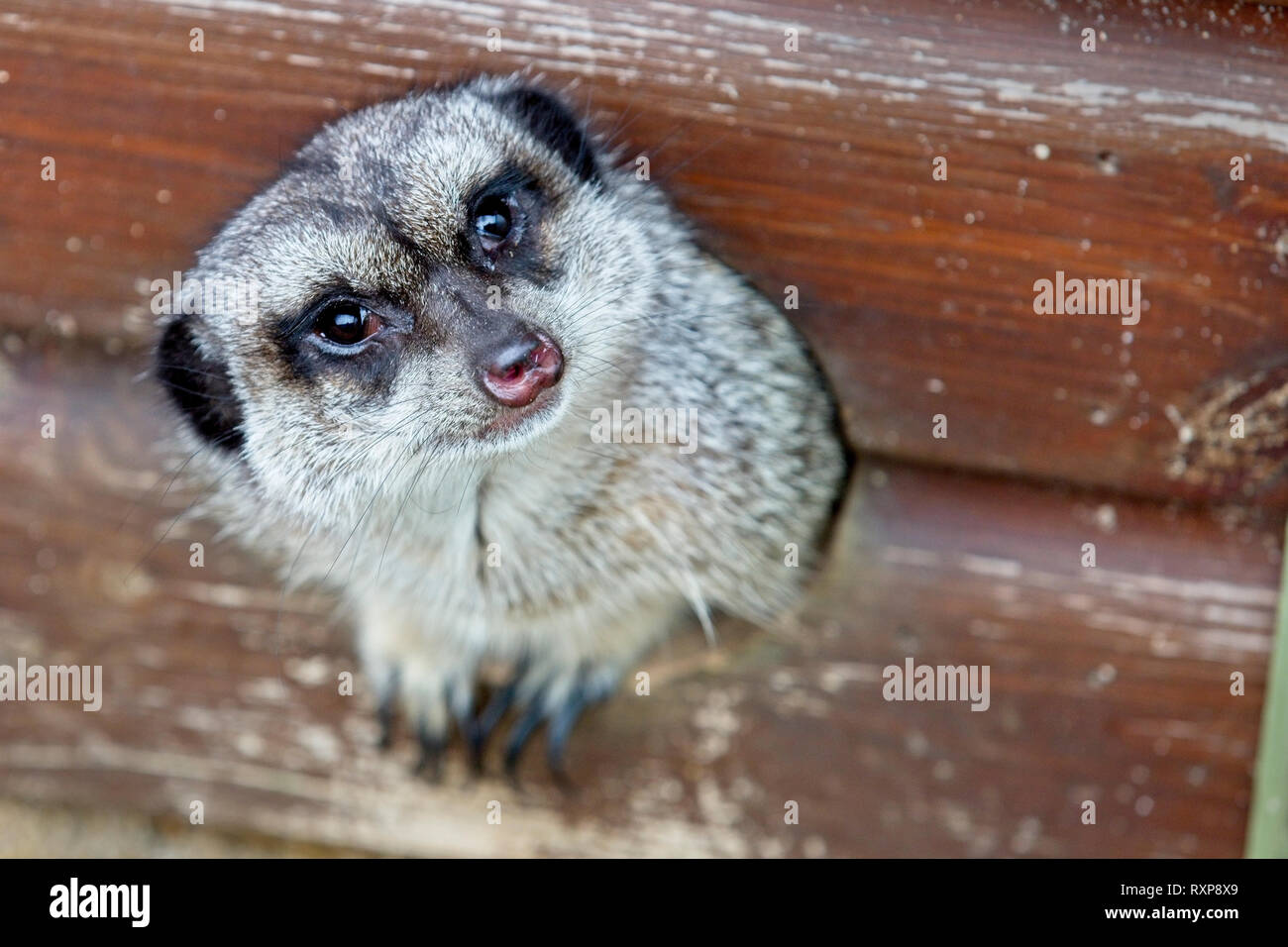 Meerkat or Suricate (Suricata suricatta), captive animal, pepping out of a hole. Stock Photo