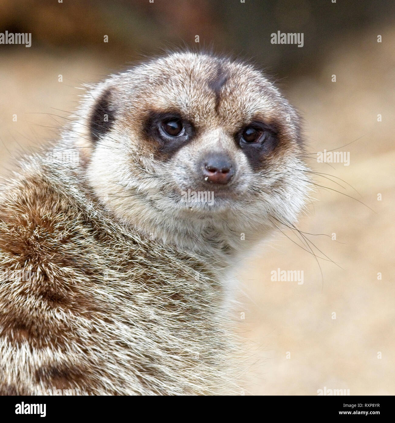 Meerkat or Suricate (Suricata suricatta), captive animal, portrait. Stock Photo