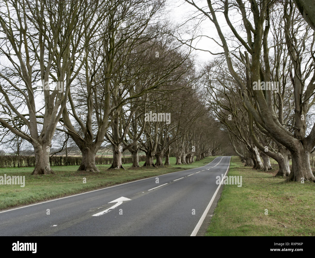 Beech tree lined road, Kingston Lacy Estate, Dorset, UK Stock Photo Alamy