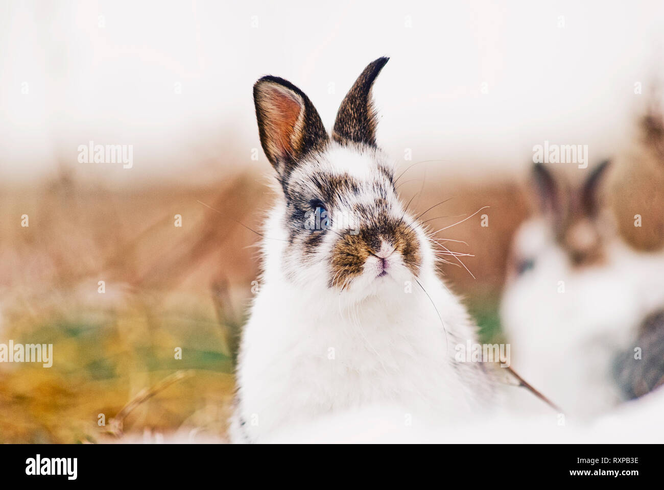 Cute Bunny/bunnies playing on the grass during winter, posing and