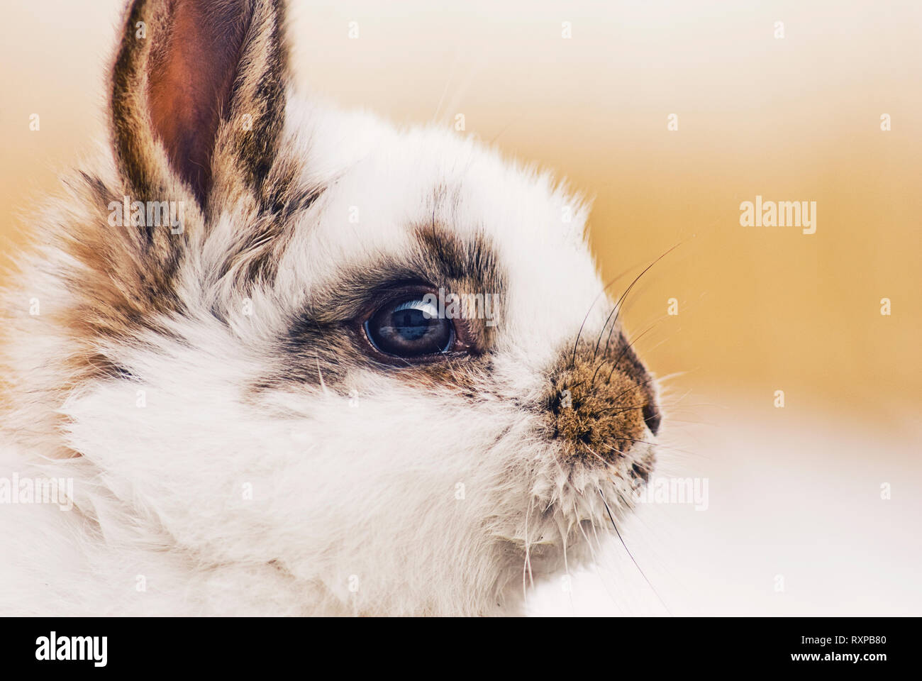 Cute Bunny/bunnies playing on the grass during winter, posing and