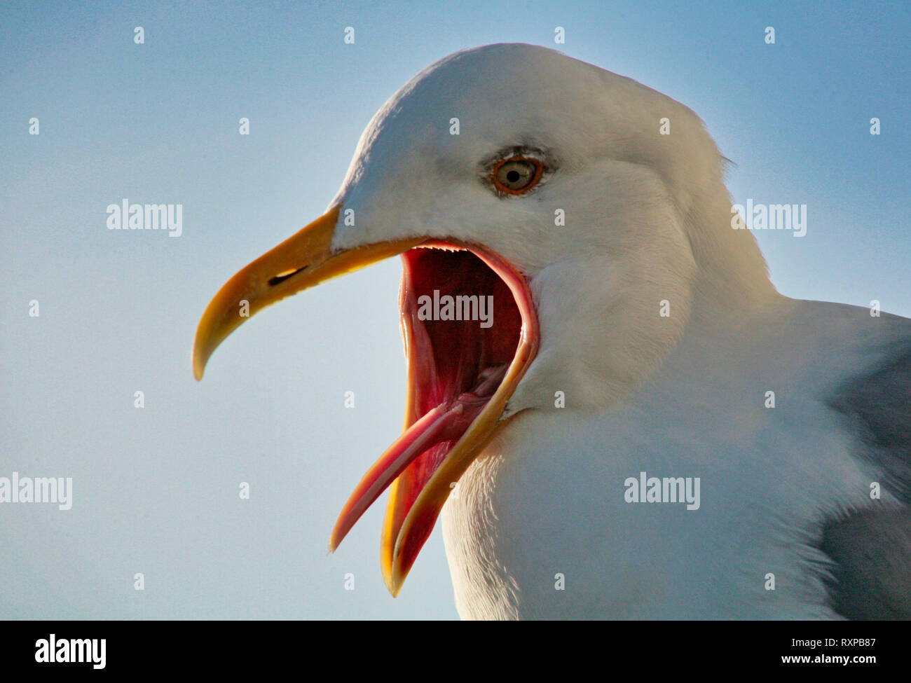 European Herring Gull screeching with mouth wide open and view of its narrow tongue Stock Photo