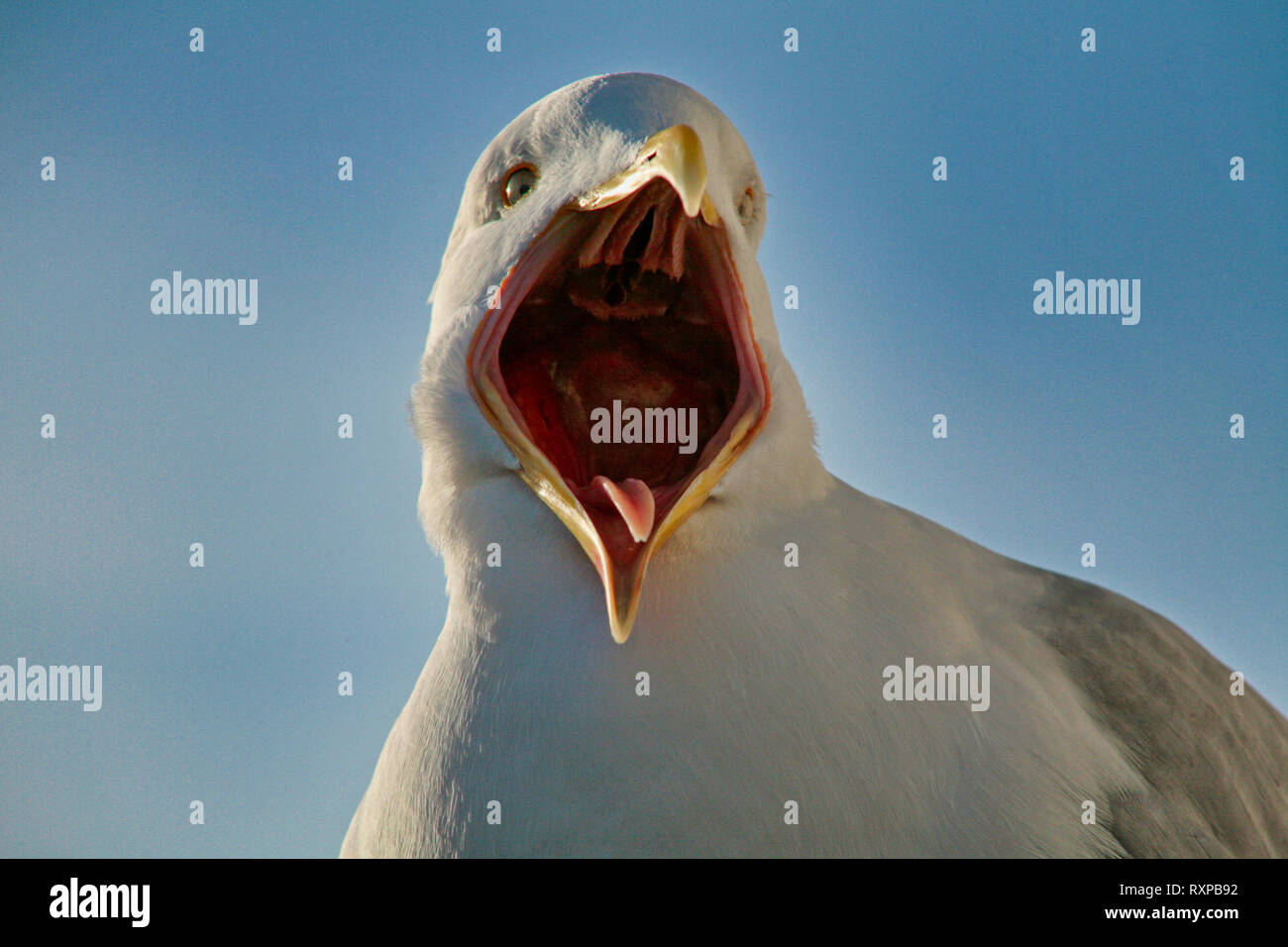 European Herring Gull screeching with mouth wide open and view of its narrow tongue Stock Photo